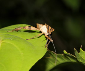 insect