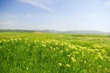 mountains spring meadow.