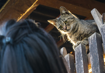 The cat and girl are looking to each other. Cat is ready to jump.