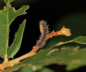 caterpillar