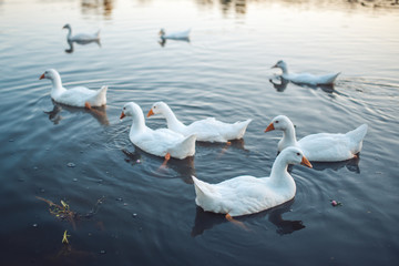 Fototapeta premium A flock of white Domestic Geese swimming in lake in evening. Domesticated grey goose are poultry used for meat, eggs, down feathers (Anser anser domesticus)
