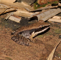 frog