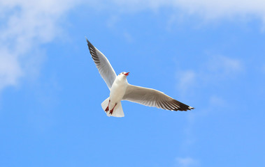 seagull flying in the blue sky.