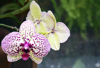 Orchid flower in tropical garden close up.Phalaenopsis Orchid flower with space for text.Floral background.Selective focus.
