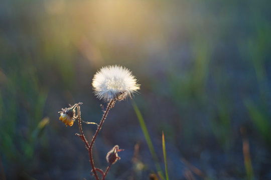 Dandelions in the meadow. Nature, wild flowers, sunset, summer background.Toned image