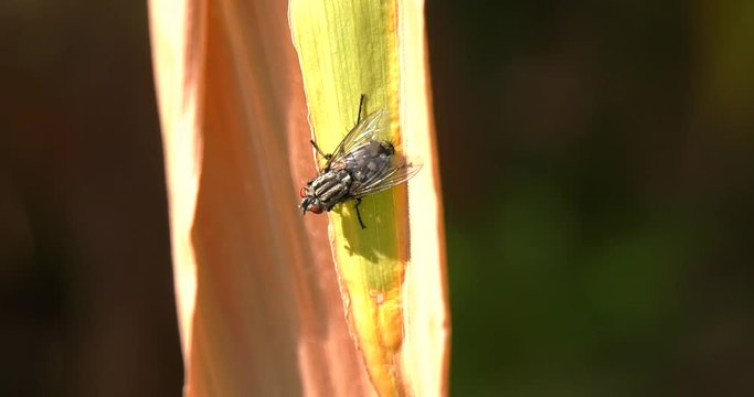 Fly insect "Stomoxys calcitrans" lays on the leaf