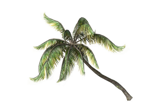 3D Rendering Coconat Palm Trees on White