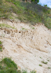 Nests of a colony of Sand martin on the Baltic Sea