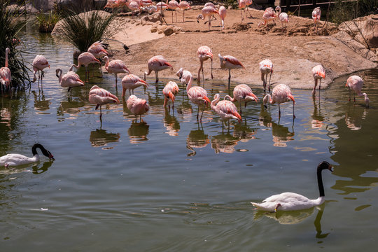 flament rose
