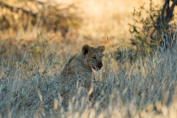 Lion cub