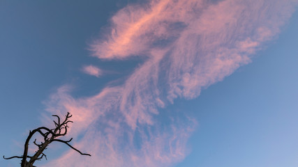 Colorful clouds in blue sky. A shady tree. Minimalist, Calming, Esoteric.