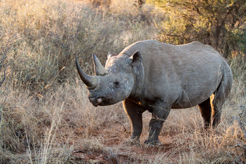 Obraz premium Highly endangered Black Rhioceros aka round-lipped Rhino