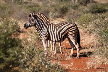 Fototapeta na wymiar wild plains zebra