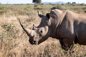 White Rhinoceros aka square-lipped rhinoceros