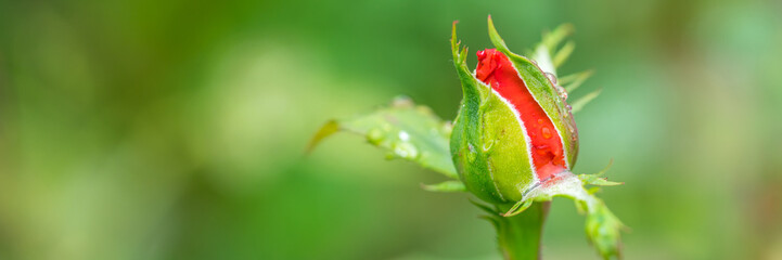 Closed rose panorama
