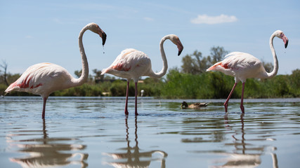 Flamants roses, Pink Flamingos