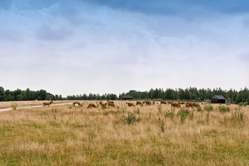 A herd of deer in a meadow.