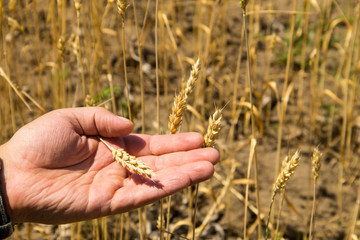 Fototapeta na wymiar Male hand holding a golden wheat ear in the wheat field