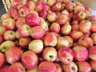 A pile of fresh  picked apples