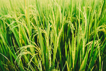 Rice spike in rice field.