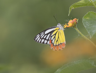 Delias eucharis