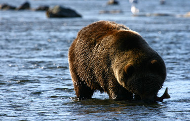 Kodiak brown bear fishing in Karluk River
