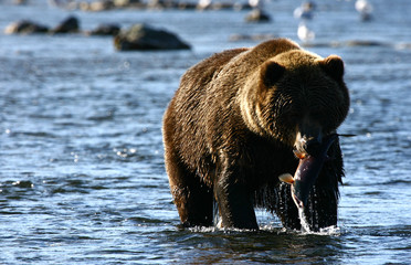 Obraz na płótnie Canvas Kodiak brown bear fishing in Karluk River