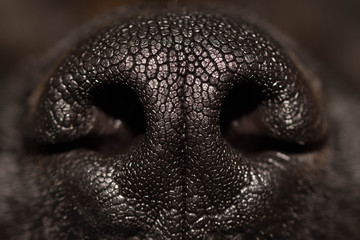 Dog's nose