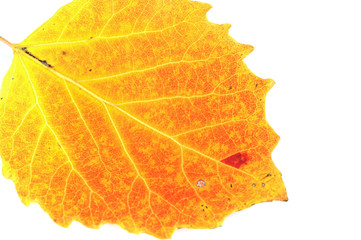  close up on autumn red leaf texture