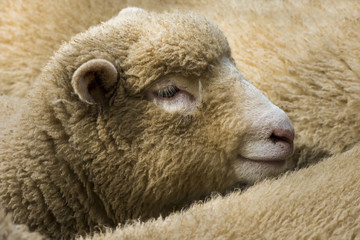 Fototapeta premium Young Cornish Sheep England