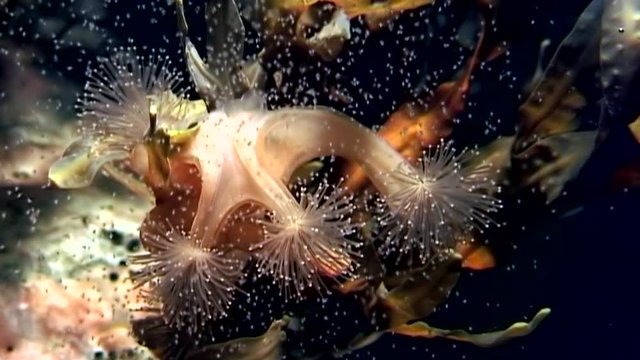 Lucernaria quadricornis underwater in White Sea. Unique dramaturgy pic macro video close up. Marine life on black background of pure and transparent water. Relax.