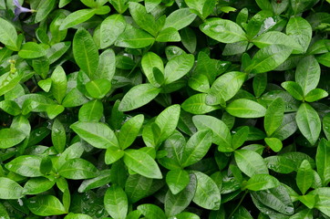 Periwinkle is a grassy creeping plant, like a background.