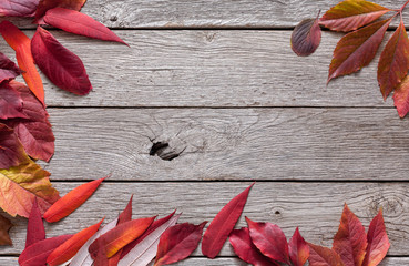 Naklejka na ściany i meble Fall season background, red rowan leaves