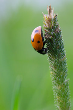 Lieveheerstbeestje wandelt op een plant
