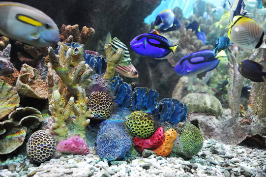 Fototapeta colorful coral reef underwater in the sea