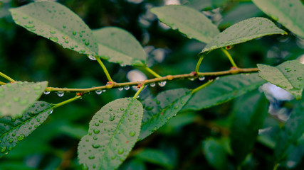 leaves after the rain