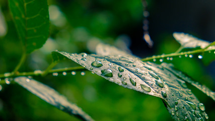 leaves after the rain