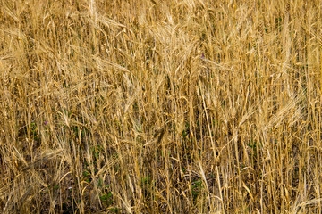 Field of ripe golden wheat close-up