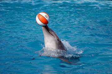 delfinario spettacolo con i delfini - obrazy, fototapety, plakaty