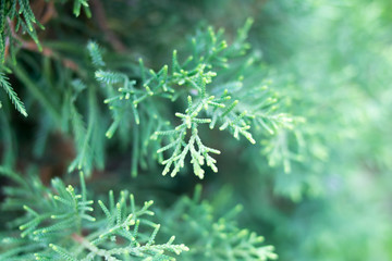 green leaves nature background texture