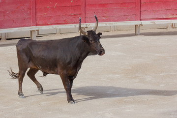 Il toro nell'arena di Arles 