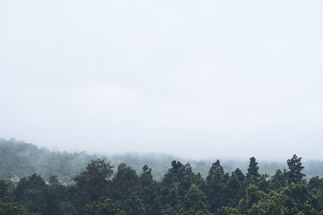 Obraz na płótnie Canvas Closeup image of dense fog cover a tropical rainforest