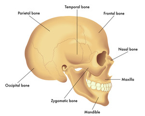 basic skull anatomy