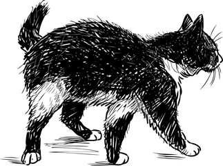 Black cat goes on a walk