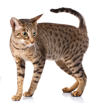 Ocicat Male Cat