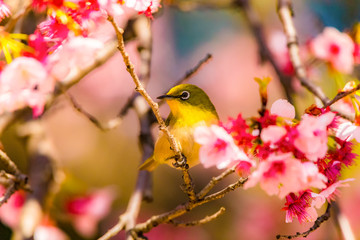 The Japanese White-eye and cherry blossoms. Located in Tokyo Prefecture Japan.