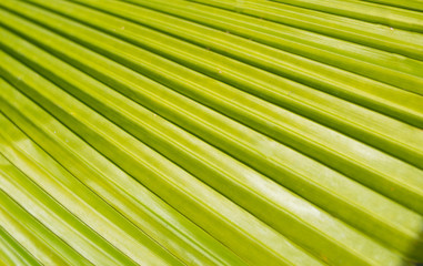 Fototapeta premium green leaves nature background texture