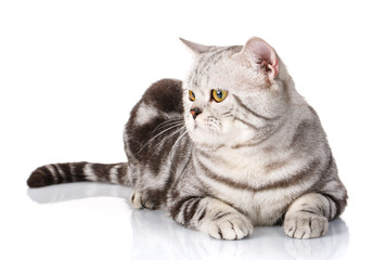 portrait of lovely silver cat lying on a white background