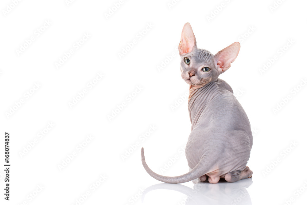 Wall mural bald sphinx cat on white