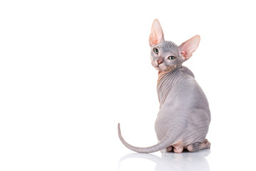Fototapeta premium łysy Sfinks kot na białym tle